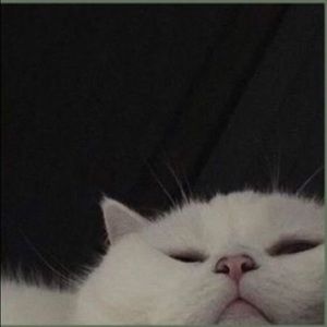 Meet your Posher, Kaila